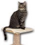 Thermo Kitty Furniture Warmer