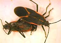 Boxelder Bugs are Flat-backed