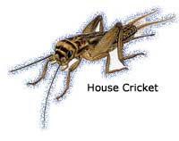 House Cricket