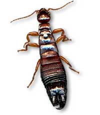 Earwigs