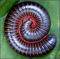 Millipedes - thousands of legs