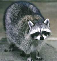 Raccoons can be trouble-makers!