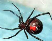 Black Widow Spider