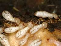 Termites