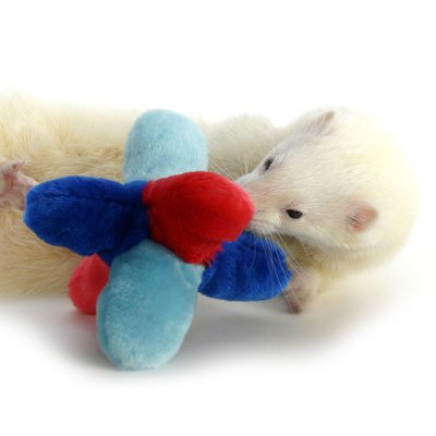 Ferret In Sweater