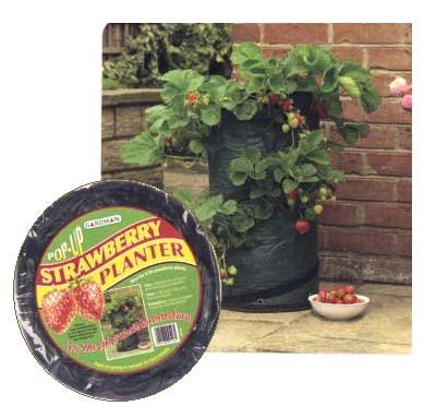 Growing Strawberries Tips Growing Strawberries Tips
