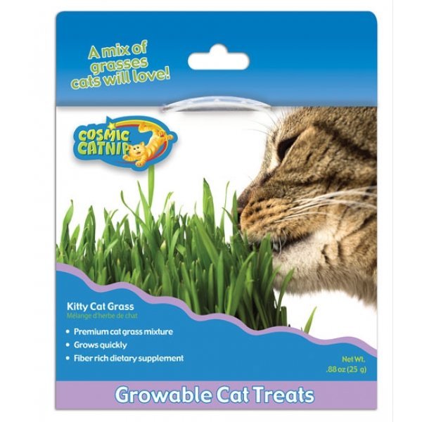 Cosmic Kitty Cat Grass Cosmic Kitty Cat Grass