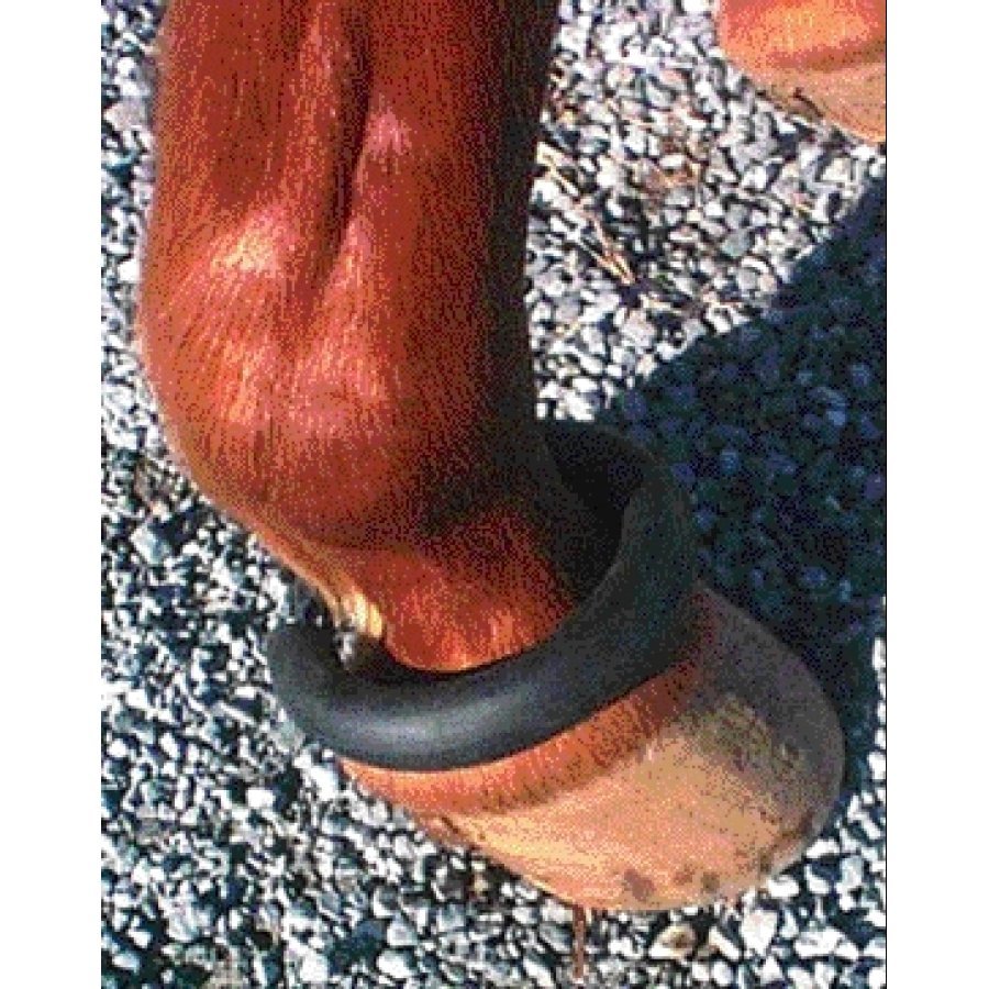 rubber fetlock ring