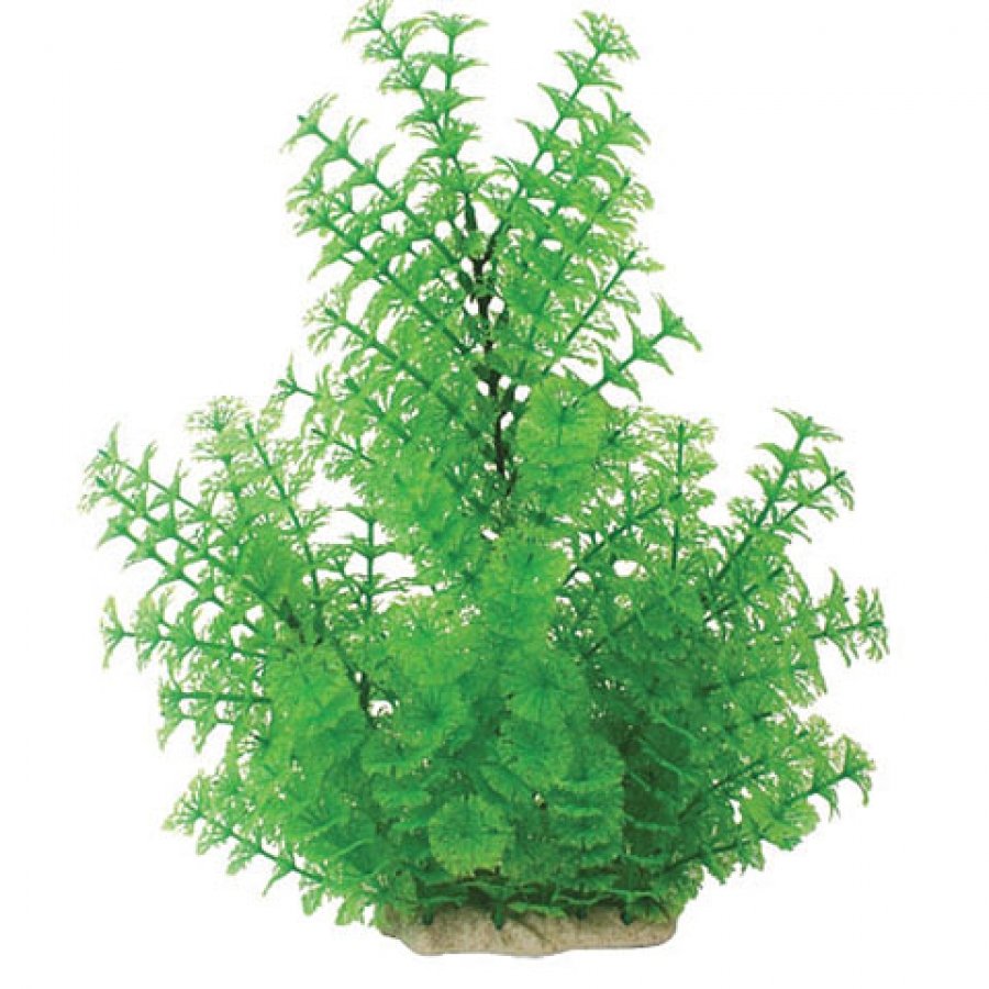 Natural Elements Ambulia / Size 16 18 In. Natural Elements Ambulia / Size 16 18 In.