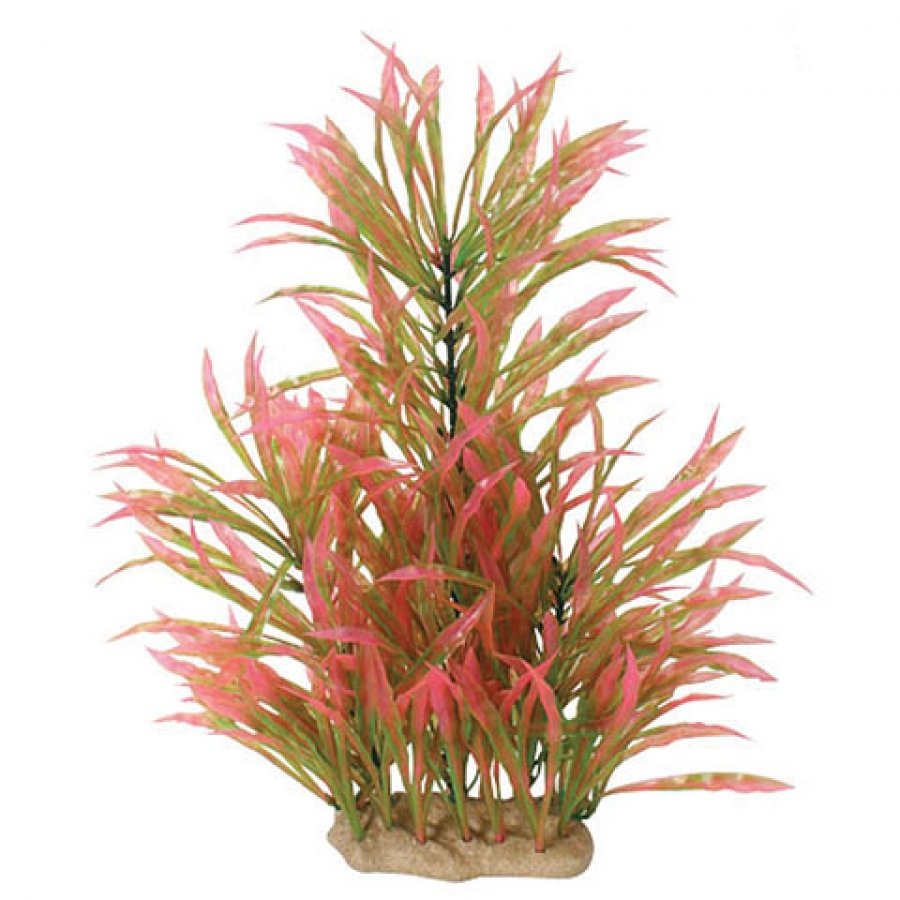 Natural Elements Alternanthera 16 18 In. Natural Elements Alternanthera 16 18 In.