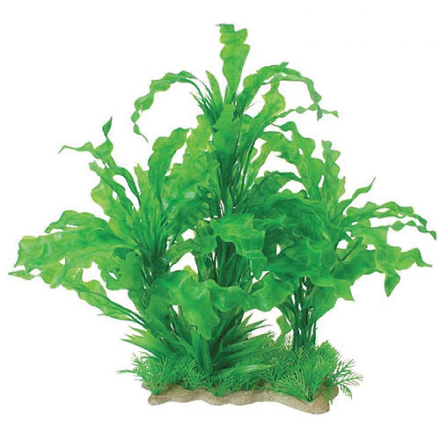 Natural Elements Aponogeton Combo 12 18 In. Natural Elements Aponogeton Combo 12 18 In.
