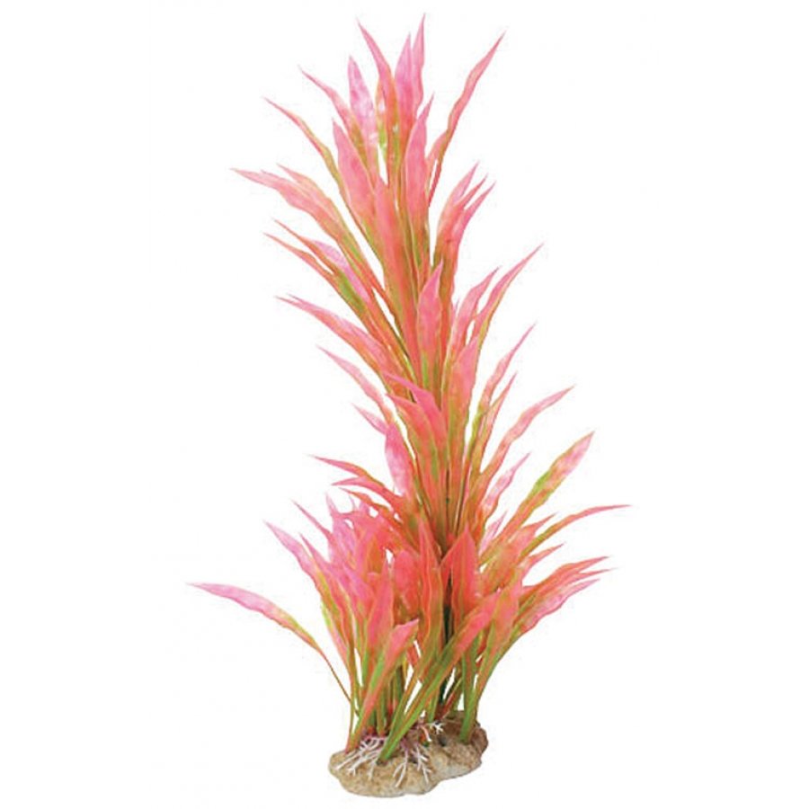 Natural Elements Alternanthera 8 12 In. Natural Elements Alternanthera 8 12 In.