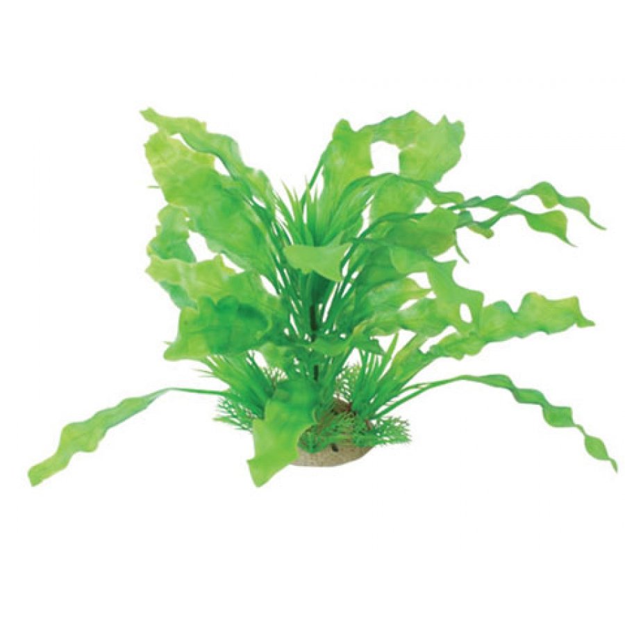Natural Elements Aponogeton Combo 8 12 In. Natural Elements Aponogeton Combo 8 12 In.