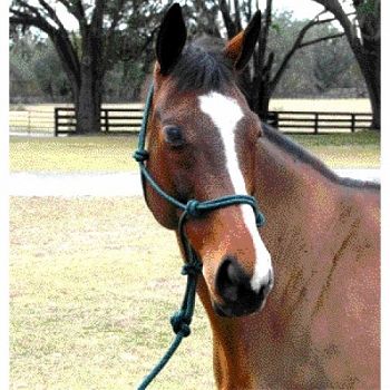 5/16 inch Knotted Style Rope Halter