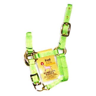 Foal Halter with Adj. Chin - Lime