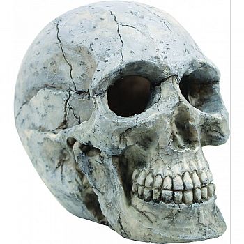 Human Skull Ornament