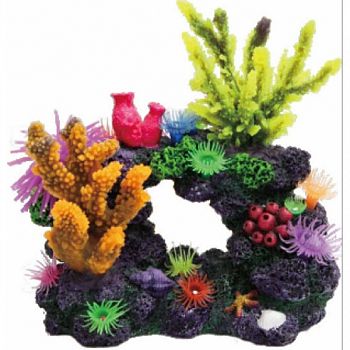 Coral Reef Formation  8X5X8