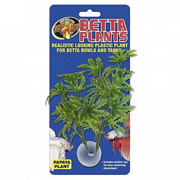 Papaya Betta Plant