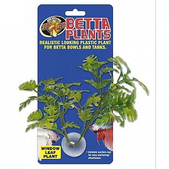 Window Leaf Betta Plant