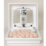 This deluxe model includes a fully insulated Circulated Air Fan Kit. The fan kit improves egg hatching conditions by circulating a constant flow of warm air throughout the incubator. Helps maintains a constant temperature of 99.5F to maximize the hatch r