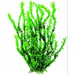Lively plastic aquarium plant decoration to replicate the natural environment. Create a colorful underwater scenery Serves as a natural focal point in your tank