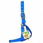Hamilton 1 inch wide nylon turnout halter for calves. Strong nylon in bright colors for easy to see contrast. Excellent hardware.