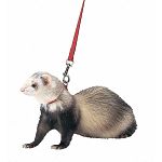 The #1 ferret harness and lead combo available to ferrets owners nationwide. Lead is 18”L, Harness is fully adjustable to fit all ferrets.  Red.