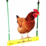 An activity for all breeds and ages of chickens to use in the coop. Reducing coop boredom and bringing smiles to the people that care for them. Perch is 16.25 inches in length. Patented design allows the chicken to pump the swing. Mailbox shape of the per