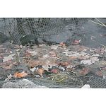 The Laguna Black Protective Pond Netting is available in a variety of sizes and protects pond fish from predators, while keeping leaves and debris out of the pond, reducing maintenance. Prevents pond fish from jumping. Comes with stakes.