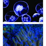 Reversible aquarium background featuring jelly fish and sea anemone
