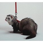 The #1 ferret harness & lead combo available to ferret owners anywhere. Unlike many other harness & lead sets, the Marshall set is designed specifically for the anatomy of the ferret. It is literally escape-proof, when adjusted properly.