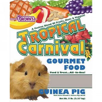 Tropical Carnival Guinea Pig