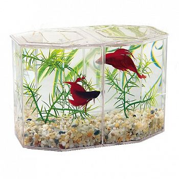Dual Betta Hex with Gravel and Plant - Large