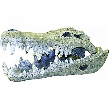 Exotic Environments Nile Crocodile Skull  