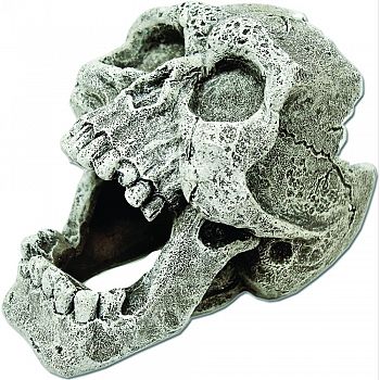 Exotic Environments Cracked Human Skull  MINI