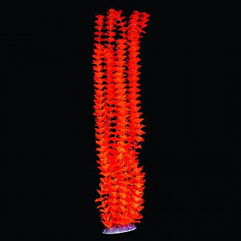 Glow Elements Tall Ambulia