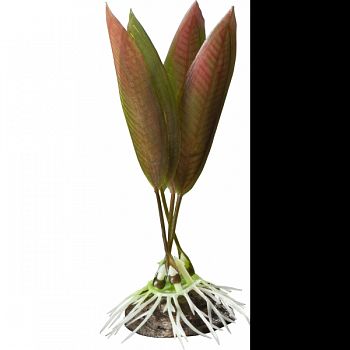 Natural Elements Crypt Plant RED 4 INCH