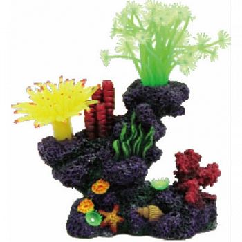 Coral Reef Formation  6X4X7