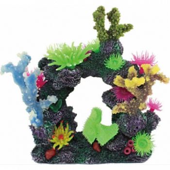 Coral Reef Formation  8X4X9