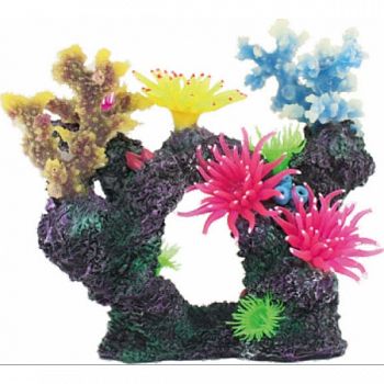 Coral Reef Formation  8X4X7