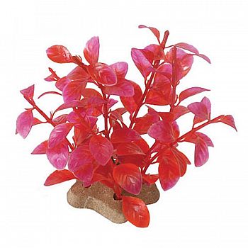 Natural Elements Ludwigia Crimson - 5-6 in.