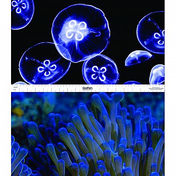 Glofish Jellyfish/anemone Aquarium Background