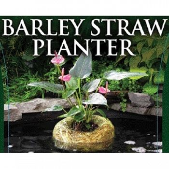 Barley Straw Planter