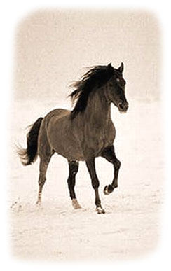 Horses need special care in the winter