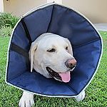 The ProCone is a soft alternative to the buster collar.