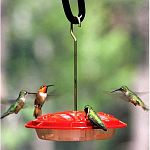 Our newest hummingbird feeder the HummZinger Ultra combines patented Nectar-guard tips with a built-in ant moat.  Nectar-Guard tips are flexible membranes attached to the HummZinger Ultras feed ports.