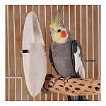 Cuttlebones help keep beaks trimmed and provide calcium, iron and other trace minerals. Medium 5 inch (approx) cuttlebones in 5 pound box.