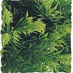 Terrarium and aquarium plant. Create your own jungle! Your reptile will never know the difference. Natural Bush plants provide hiding and resting places for all types of reptiles and amphibians.