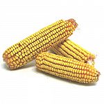 Dried to perfection and flavor enhanced. It is a high quality nutritious feed, a favorite of squirrels, birds, deer and small wildlife. Insect and mold free.  40 POUND  / Red River Commodities