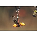 Simplicity of design and functionality unite in the Droll Yankees Fruit Feeder. Offer oranges or apples efficiently with this low profile shape. Powder-coated in orange to attract orioles, it can go right into the dishpan or dishwasher.